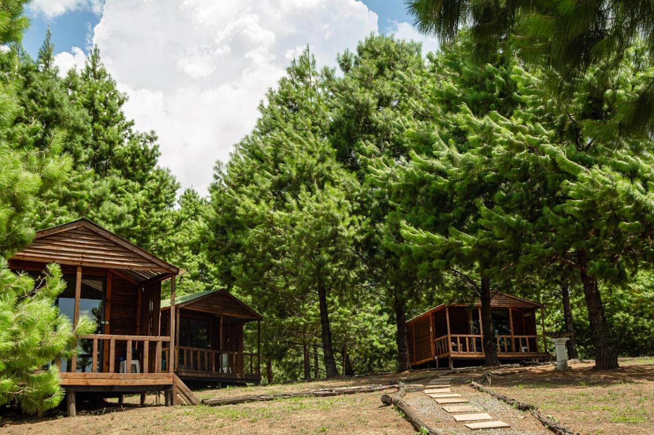 Dargle Forest Lodge Dış mekan fotoğraf